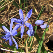 scila dvojlista