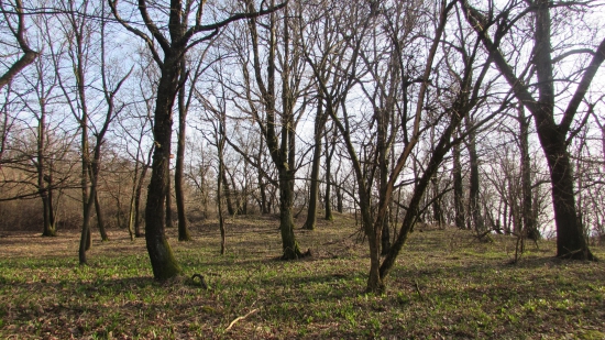 prechadzka v lese