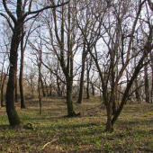 prechadzka v lese
