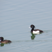 chochlačka vrkočatá