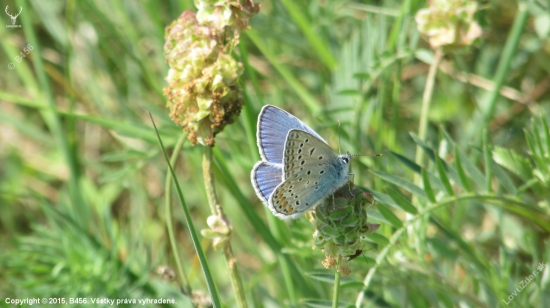Modráčik obyčajný