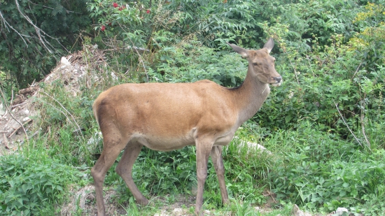 Jelenica