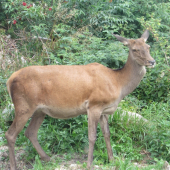 Jelenica