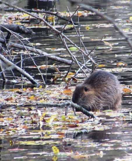 nutria riečna