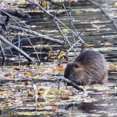 nutria riečna