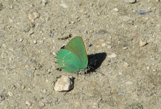 Ostrôžkár černicový