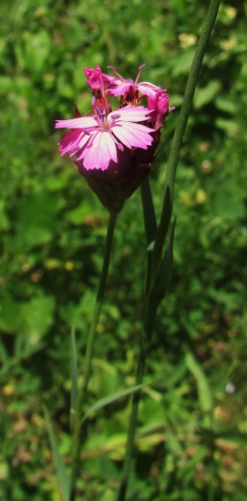 Klinček kartuziánsky