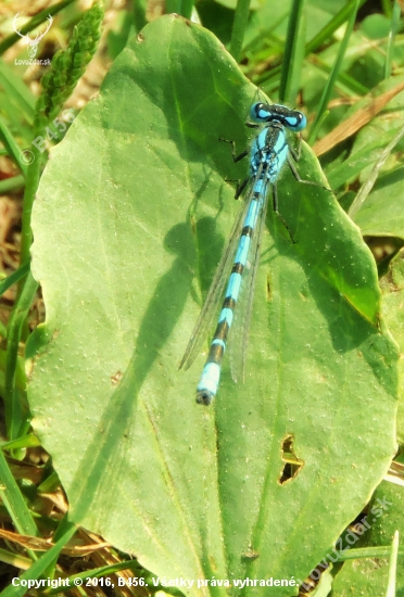 Vážka modrá