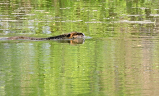 Nutria
