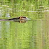 Nutria