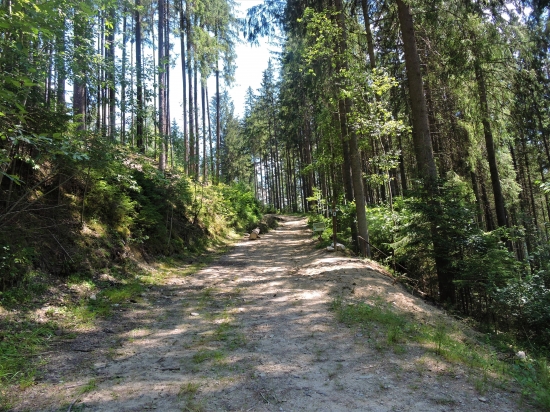 lesnou cestičkou