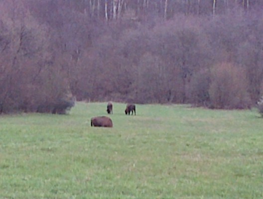 zubor