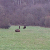 zubor