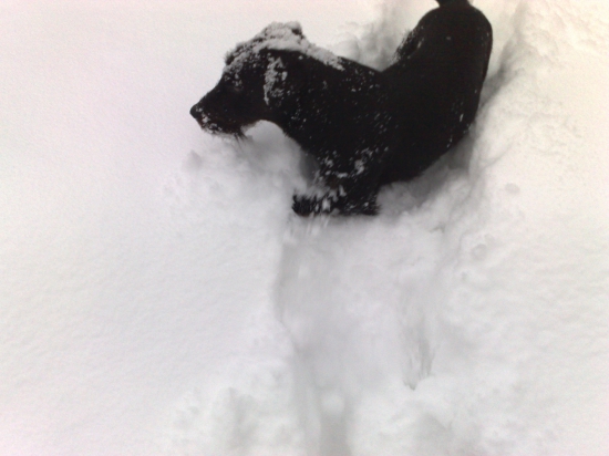 Astor Gerlachovsky dvor