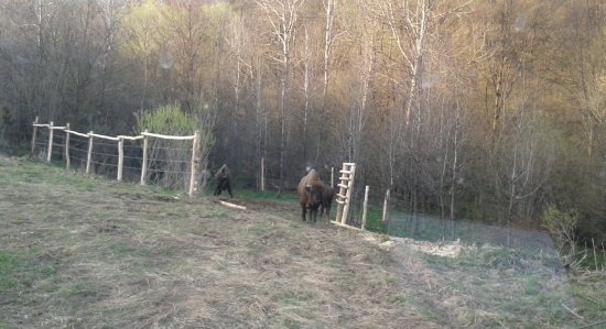 najazdnici v akcii