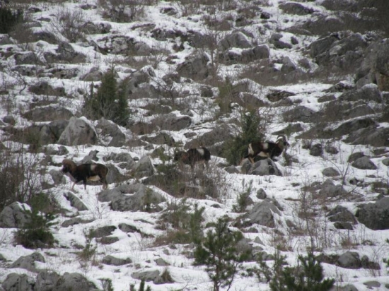Plešivecká planina