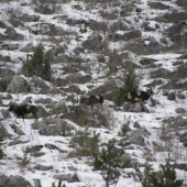 Plešivecká planina