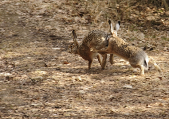 Ako sa zajac zajačici pchal do zadku