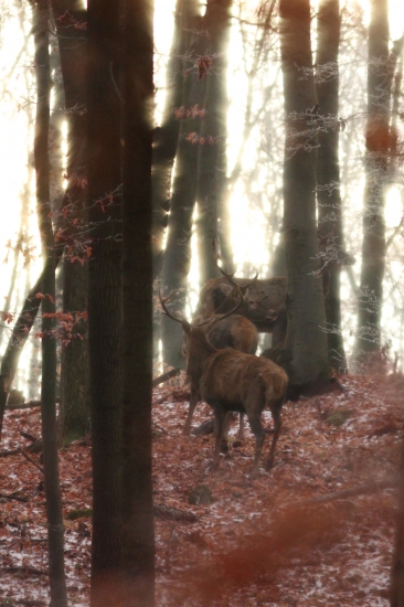 Po odložení psa...