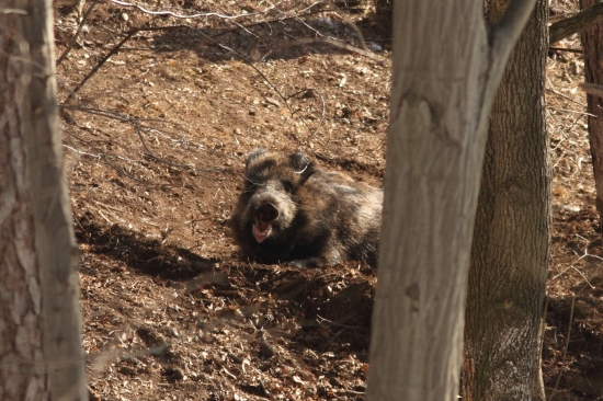 Pán diviak, poprosím jeden úsmev do objektívu :D