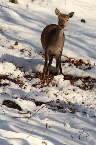 Aspoň, že to slniečko spríjemňuje mrazivé dni