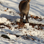 Aspoň, že to slniečko spríjemňuje mrazivé dni