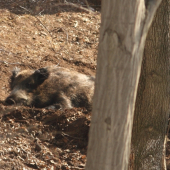 Pohoda na ležovisku