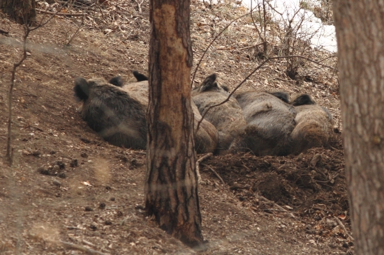 tento krát sa mi otočili zadkom :D