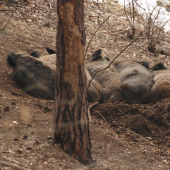 tento krát sa mi otočili zadkom :D