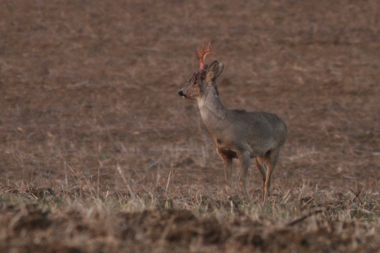 srnec s príčeskom :)