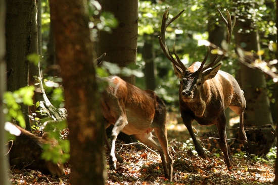 Za hlasom rujnej lane