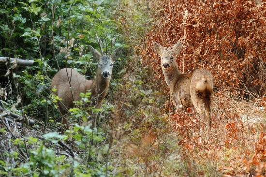 Jednooký leto - zima