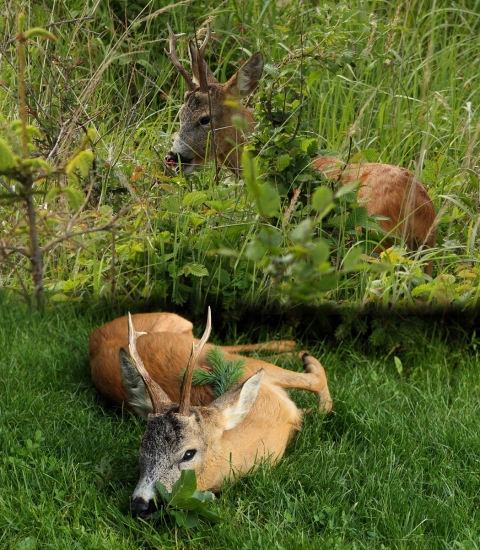 Ulovený fotoaparátom aj guľovnicou