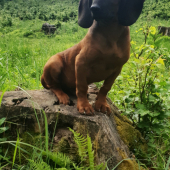 Jinno rastie do krásy 14-ty týždeň