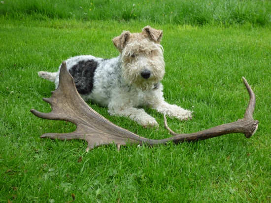 Foxteriér a jeho shoz