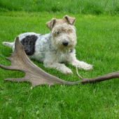 Foxteriér a jeho shoz