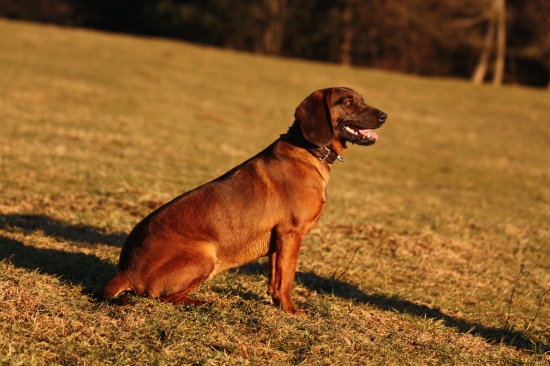 Fida spod Oravskeho hradu - 11 mesiacov