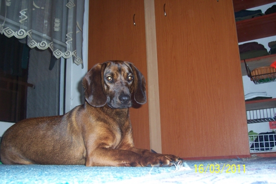 Fida spod Oravského hradu, 1 rok