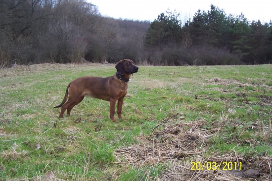 Fida spod Oravského hradu