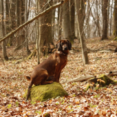 Fida spod Oravského hradu