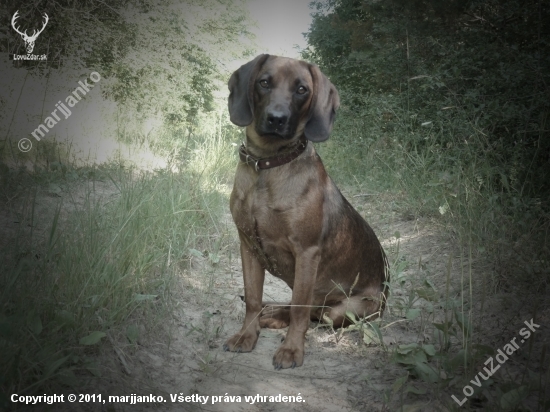 Fida spod Oravského hradu