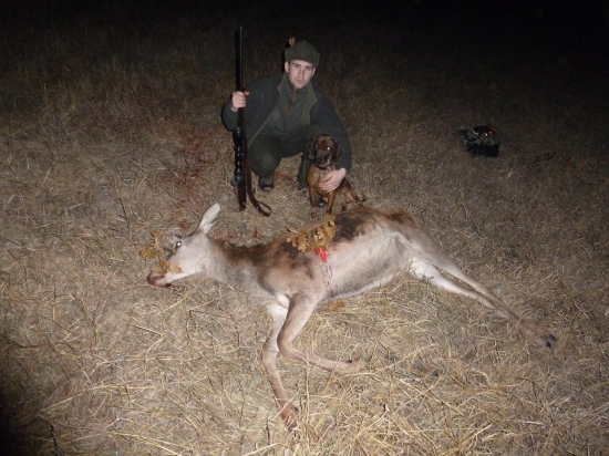 novembrová jelenica