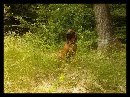 Alan z Pánskej pažite