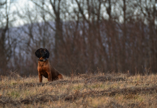Alan z Pánskej pažite