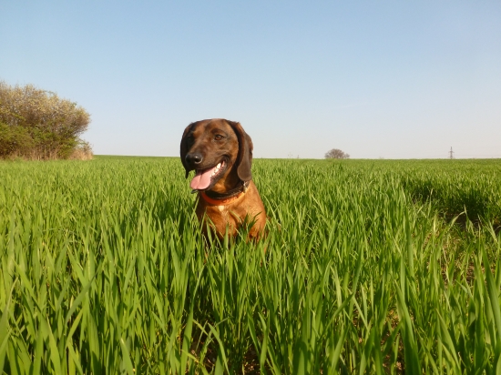 ....snáď tehotná...