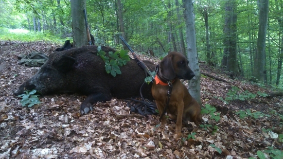 keď Poľana dopraje