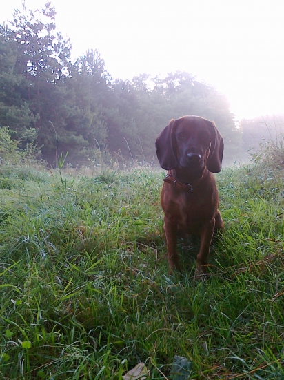 Fida spod Oravskeho hradu