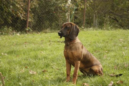 Fida spod Oravskeho hradu - 7 mesiacov