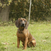 Fida spod Oravskeho hradu - 7 mesiacov