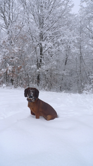 fida spod Oravskeho hradu, 10 mesiacov